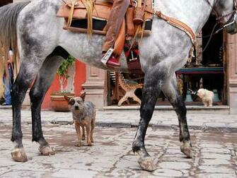 Photo Of The Day Barn Photos Animals Baby Dogs Animal Wallpaper
