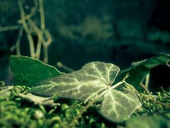 Magical Ivy Nature Wood Plants Wallpaper