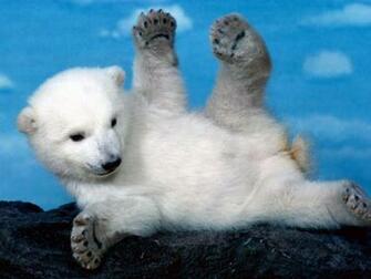 Wallpaper Not Found For Wolf Puppies Awesome