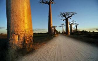 Baobab Tree Wallpaper And Background Image Net