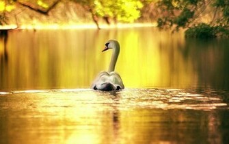 Golden Pond Wallpaper Photo And All
