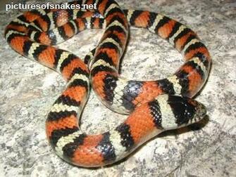 Most Poisonous Snake In Florida HD Walls Find Wallpaper