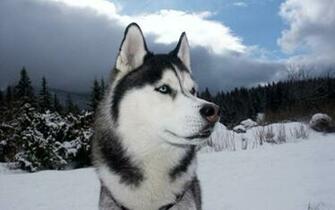 Husky Wallpaper High Resolution And Quality