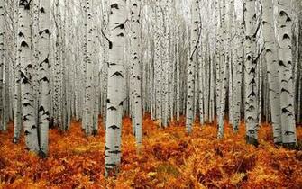 Frosted Aspen Tree HD Wallpaper