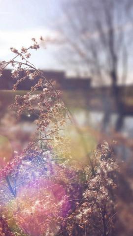 Sad Day Flower Nature Flare iPhone Wallpaper