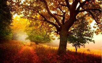 Header Templates Desktop Wallpaper Autumn