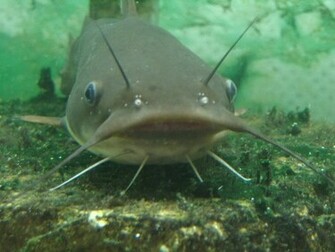 Catfish Wallpaper