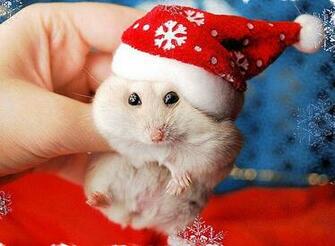 Christmas Animals Wallpaper