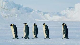 Lovely Penguin HD Wallpaper Widescreen Collections