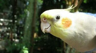 Cockatiel Wallpaper