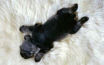 Animal Dogs Cool Photograph Pictures Mobile