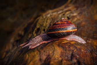 Snails HD Wallpaper