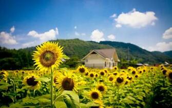 Foto Van Een Veld Vol Zonnebloemen Bureaublad Achtergronden