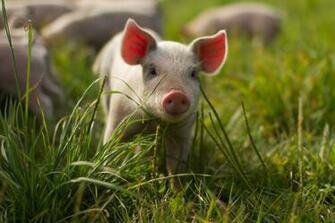 Baby Pigs Wallpaper