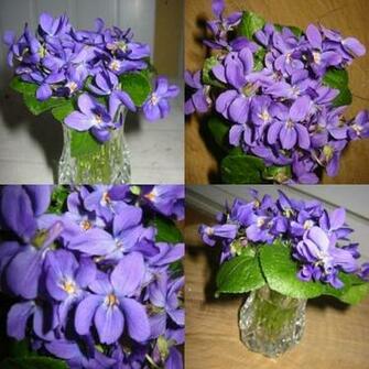 Un Bouquet De Violettes Violets And Pansies Vintage New Pint