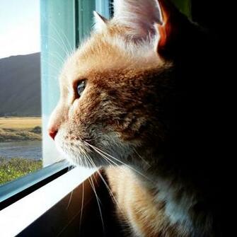 HD Cat iPad Wallpaper