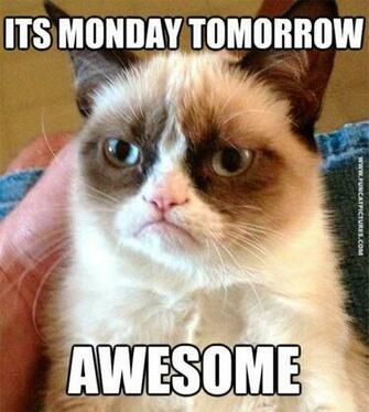 Grumpy Is The Only One That Loves Mondays Fun Cat Pictures