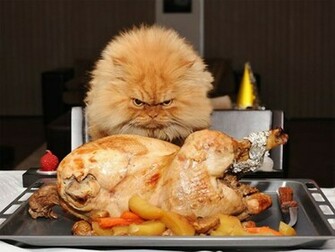 Desktop Background Wallpaper Funny Thanksgiving
