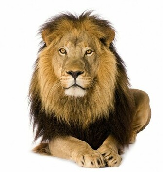 Lion And A Half Years Panthera Leo The Observation Deck