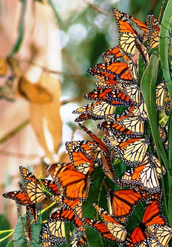 86d4a69989da611162bbda6985b62ebe Butterfly Wallpaper