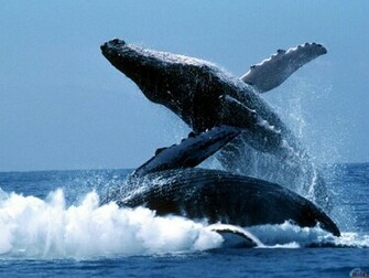 Desktop Wallpaper Two Humpback Whales Breaching