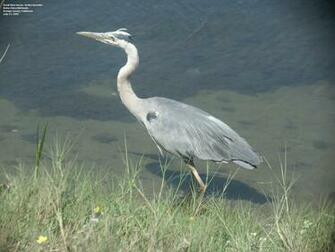 Great Blue Heron Bird Wallpaper