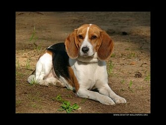 Beagle Dogs Wallpaper