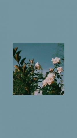 Wallpaper Simple Aesthetic Phone Flowers Flo