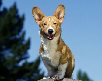 Jack Russell Terrier Wallpaper