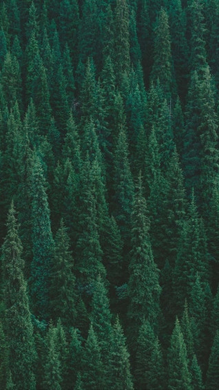 Explore Nature S Splendors With Trees iPhone Wallpaper
