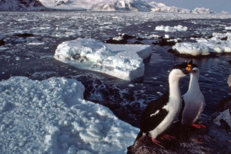 Imperial Shagin Antarctic Waters Wallpaper