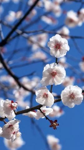 White Plum iPhone Wallpaper