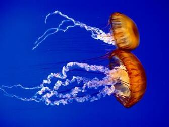 Amazing Sea Animal Wallpaper