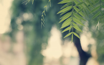 Nature Vintage Leaves Wallpaper