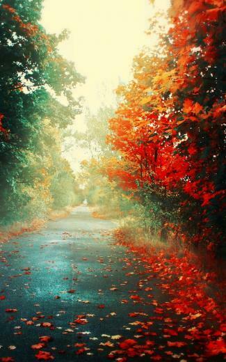 Fallen Leaves In Autumn Nexus Wallpaper