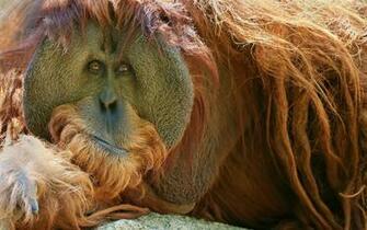 Orangutan Computer Wallpaper Desktop Background