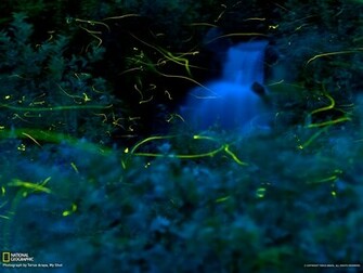 Firefly Picture Nature Wallpaper National Geographic Photo Of