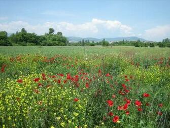Pin Field Of Wildflowers HD Desktop Wallpaper Widescreen High On
