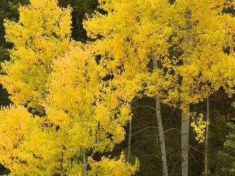 New Mexico Wallpaper