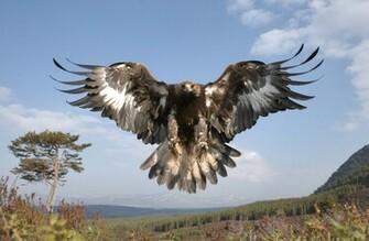 Golden Eagle Wallpaper HD In Animals Imageci