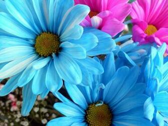 Daydreaming Image Beautiful Flowers HD Wallpaper And Background