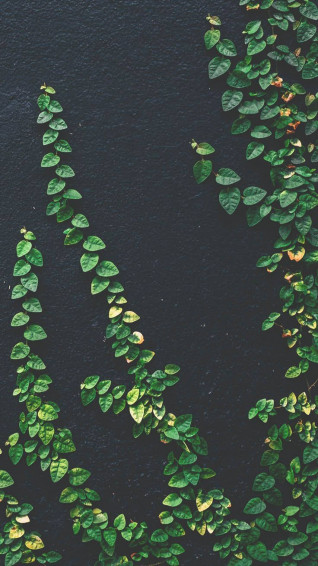 Plants iPhone Wallpaper