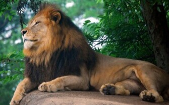 Beautiful Lion Wallpaper For Desktop Background