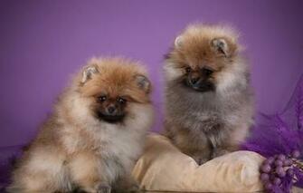 Wallpaper Puppies Pillow Fluffy Spitz Image For Desktop