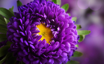 Purple Flower Desktop Wallpaper