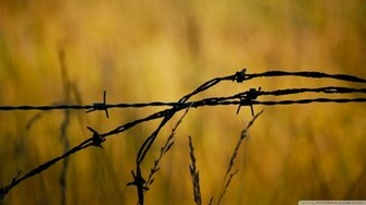 Barbed Wire Wallpaper