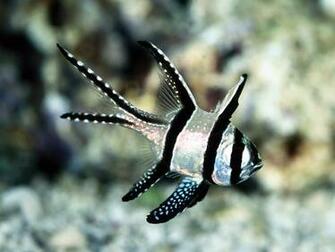 Cardinal Fish Cool Background And Wallpaper For Your Desktop