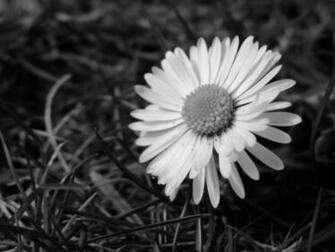 Daisy Black And White HD Wallpaper In Flowers Imageci
