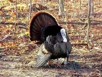 Wild Turkey Image Picture Graphic Photo