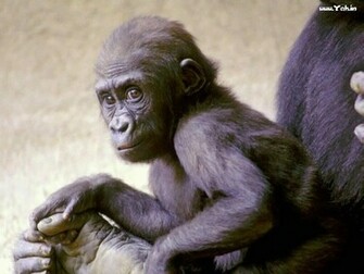 Cute Monkey HD Wallpaper Car Pictures